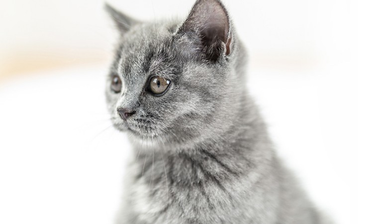 苏州酷柒宠物美容培训