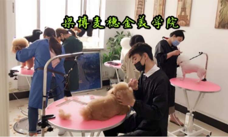 烟台梁博麦穗金宠物美容培训
