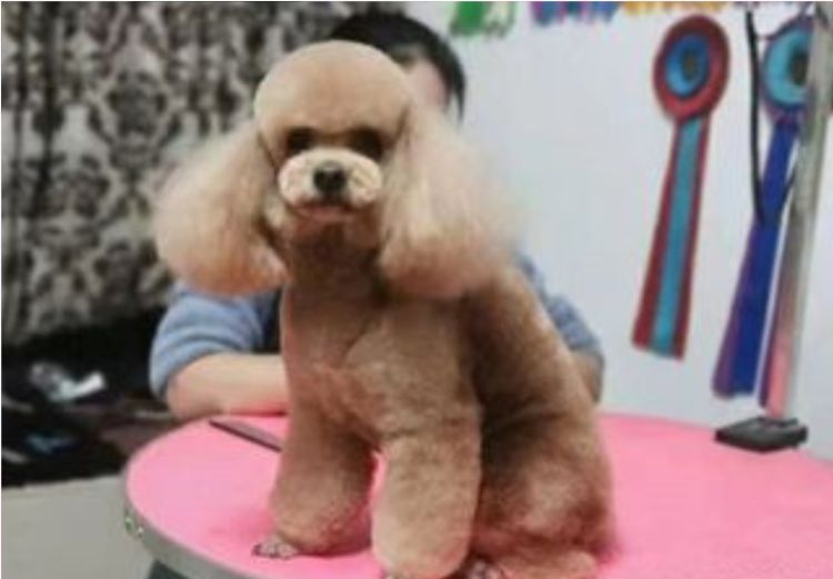 武汉宠物美容师b级培训