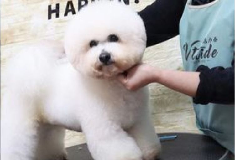 武汉一级的宠物美容师培训