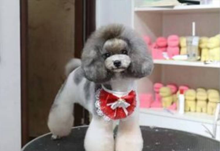 武汉宠物美容师技能培训