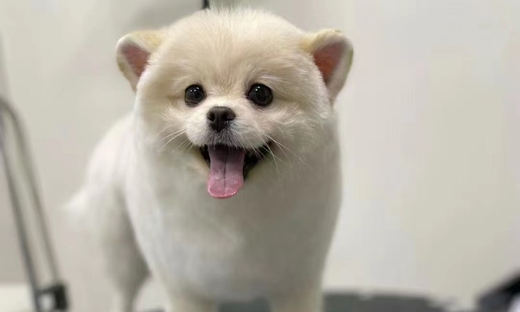 上海哈狸宠物美容师培训