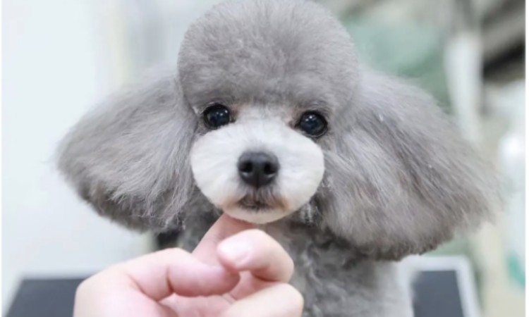 苏州学宠物美容