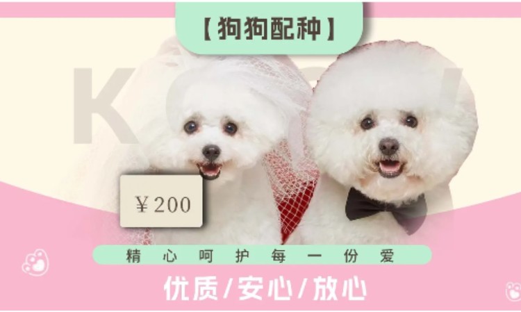 苏州正规宠物美容师培训学校