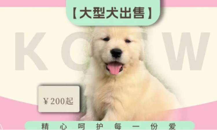 苏州b级宠物美容师培训班