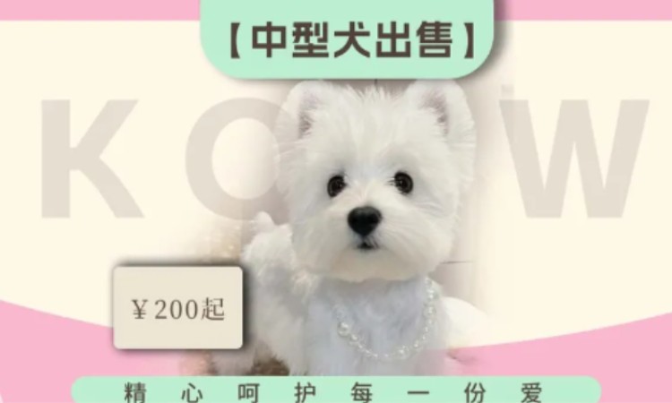 苏州宠物美容师培训机构