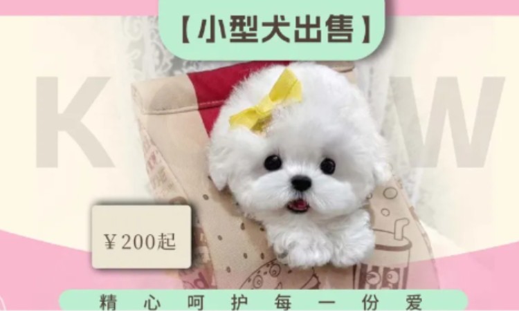 苏州有宠物美容师培训