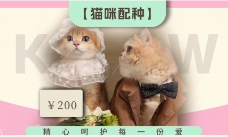 苏州宠物美容师考证培训