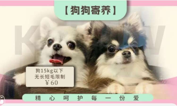 苏州宠物美容班