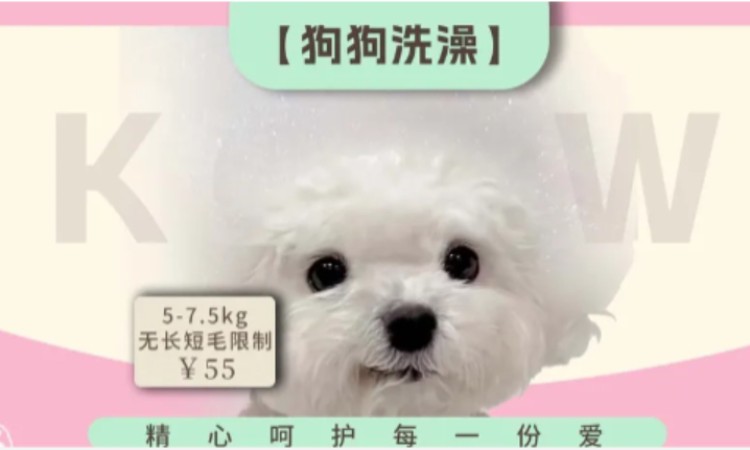 苏州专业宠物美容师培训班