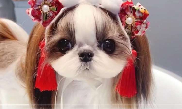 苏州宠物美容师培训考证