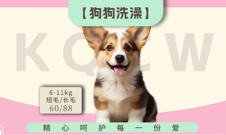 苏州全国宠物美容师培训学校哪里好