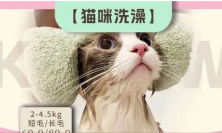 苏州宠物美容培训