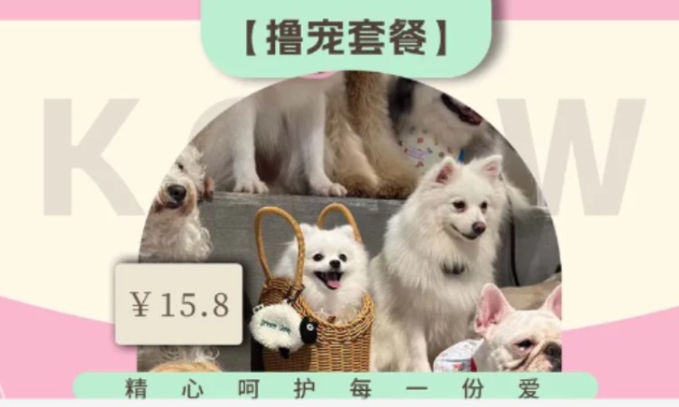 苏州学宠物美容