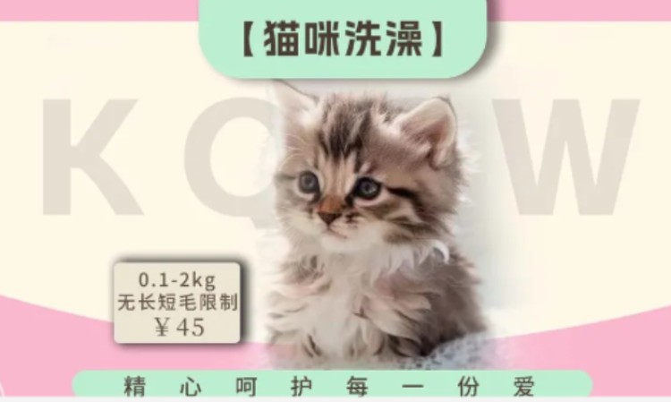 苏州学宠物美容