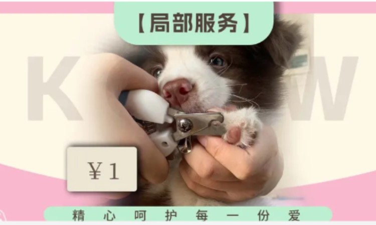 苏州b级宠物美容师培训